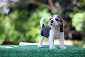 schattige driekleurige beagle op wit scherm. Beagles worden gebruikt in een reeks onderzoeksprocedures. het algemene uiterlijk van de beagle lijkt op een miniatuur jachthond. Beagles hebben uitstekende neuzen. foto