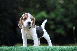 schattige driekleurige beagle op wit scherm. Beagles worden gebruikt in een reeks onderzoeksprocedures. het algemene uiterlijk van de beagle lijkt op een miniatuur jachthond. Beagles hebben uitstekende neuzen. foto