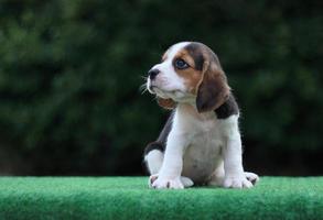 schattige driekleurige beagle op wit scherm. Beagles worden gebruikt in een reeks onderzoeksprocedures. het algemene uiterlijk van de beagle lijkt op een miniatuur jachthond. Beagles hebben uitstekende neuzen. foto