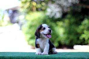 schattige driekleurige beagle op wit scherm. Beagles worden gebruikt in een reeks onderzoeksprocedures. het algemene uiterlijk van de beagle lijkt op een miniatuur jachthond. Beagles hebben uitstekende neuzen. foto