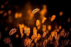 prachtige tropische grasbloem in de natuur foto