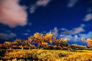 gele boom en sterrenhemel foto