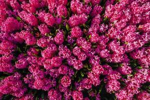 roze bloemen in de tuinen foto