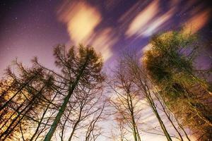 sterrenhemel door de bomen foto