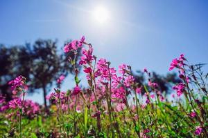 lente roze bloemen. foto