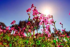 velden van roze bloemen in de sun.natural onscherpe achtergrond. foto