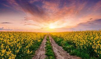 bloeiende bomen bij zonsondergang in de bergen foto