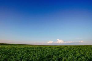 veld van groen gras foto