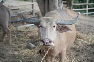hoofd witte Aziatische buffel. close-up hoofd witte buffel. dierlijk concept foto