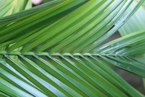 groene palmbladeren foto