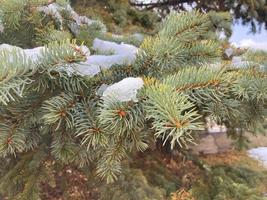 kerstboom met sneeuw. achtergrond kerstboom. detailopname foto