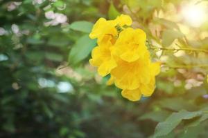 gele vlier, trompetstruik, trompetbloem, gele trompetbloem, gele trompetstruik of tecoma stans met groene bladeren aan boom onder het zonlicht in de ochtend in de tuin. foto