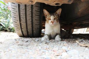 kat liggend op de grond onder de auto en naast het stuur. huisdier verstopt onder auto. foto