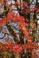 herfstkleuren van een Japanse esdoorn in East Grisstead foto