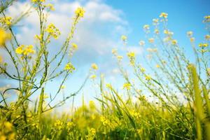 gele wilde bloemen van koolzaad, boekweit in de zomer tegen een blauwe lucht. zomertijd, lente, bloei, geur. teelt van natuurlijke landbouw. zonnige achtergrond, vrijheid, sereniteit. foto