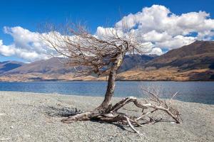 dode boom aan de oevers van Lake Wanaka in Nieuw-Zeeland foto