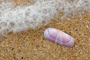 roze schelp op het strand van quarteira in portugal foto