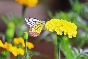 vlinder zittend op een goudsbloembloem foto
