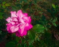 lente bloeiende rozenbloem foto