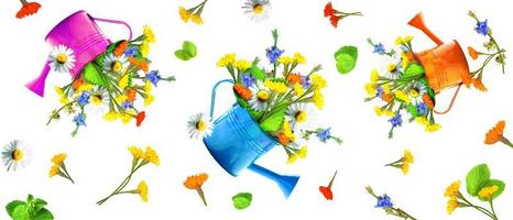 kleurrijk wild bloemboeket in een gieter. concept van de lente en tuinieren. foto