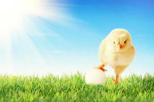 kleine schattige baby chick op groen gras. geel pasgeboren babykuiken. foto