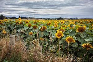een veld vol zonnebloemen in nieuw-zeeland foto