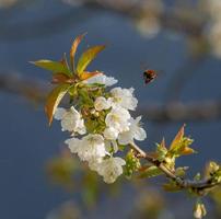 bloeiende kersenboom in de lente foto