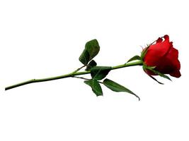 rode roos geïsoleerd op een witte achtergrond foto