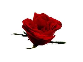 rode roos geïsoleerd op een witte achtergrond foto