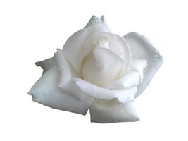 witte roos geïsoleerd op witte achtergrond foto