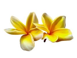 gele plumeria of frangipanibloem die op witte achtergrond wordt geïsoleerd foto