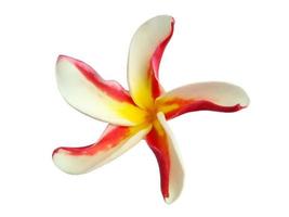 Plumeria of frangipanibloem die op witte achtergrond wordt geïsoleerd foto