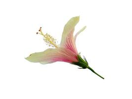 hibiscus teelt bloem geïsoleerd op witte achtergrond foto
