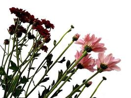 Seruni of chrysanthemum bloem geïsoleerd op een witte achtergrond foto