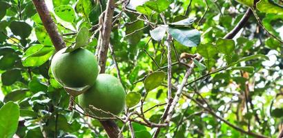 verse pomelo opknoping op boom. seizoensfruitconcept. foto