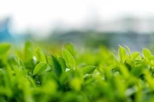 top groene theeblaadjes van zachte theeblaadjes natuur reisideeën met kopieerruimte foto