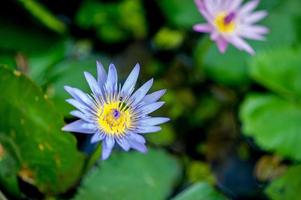 het lotusbeeld dat van nature voorkomt in het waterlotusbeeldconcept met kopieerruimte foto