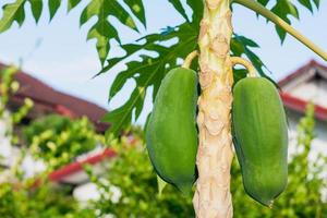 papajaboom met fruit foto