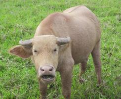 close-up opname van een waterbuffel die op groen gras staat foto