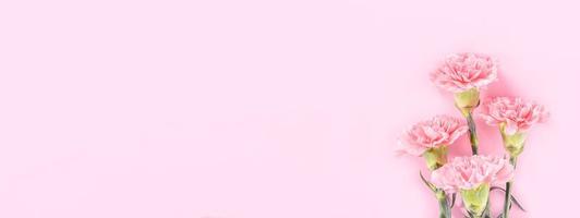 mooie elegantie bloeiende baby roze kleur tedere anjers in rij geïsoleerd op fel roze achtergrond, moeders dag groet ontwerpconcept, bovenaanzicht, plat lag, close-up, kopieer ruimte foto