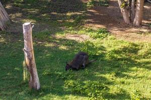 kangoeroe in de dierentuin foto