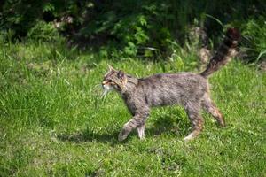 Europese wilde kat wandelen in de zon foto