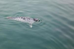 gewone zeehond zwemmen in de zee bij monterey foto