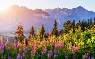 wilde bloemen bij zonsondergang. dramatisch winters tafereel. karpaten. Oekraïne. Europa foto