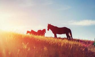 paarden, op gras op de Karpaten in de hooglanden in de zonnestralen foto