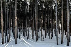 winterlandschap in het nationale park van Yellowstone. foto