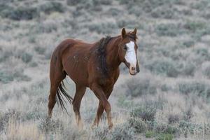 wilde mustangpaarden in Colorado foto