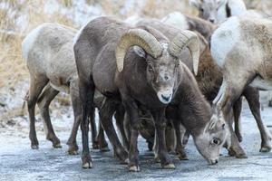 Colorado rotsachtige berg dikhoornschapen foto