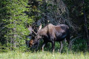 elanden in de Colorado Rocky Mountains foto