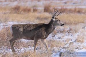 muilezelherten bok in sneeuw. Colorado dieren in het wild. wilde herten op de hoogvlakten van Colorado foto